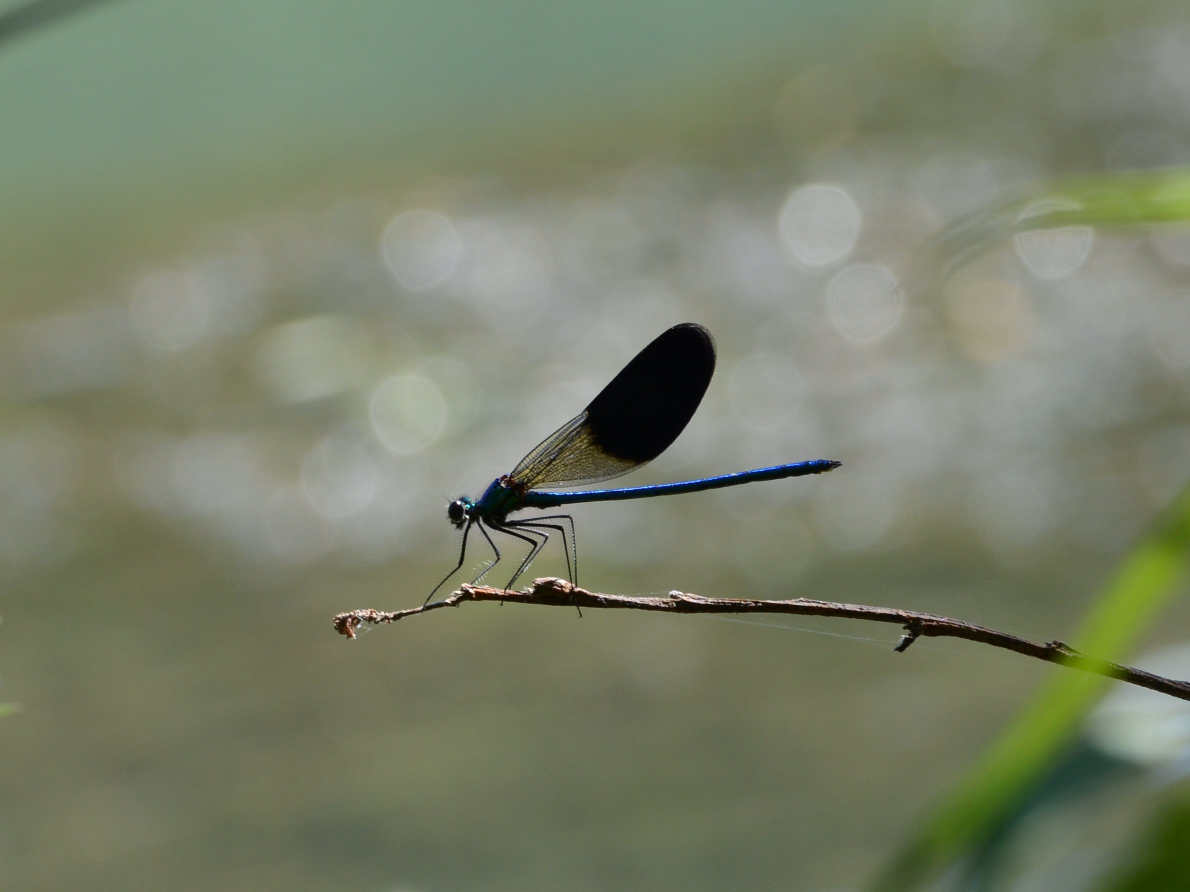 Libellula da identificare 2